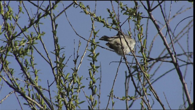 Lucy's Warbler - ML402960