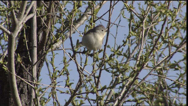 Lucy's Warbler - ML402961