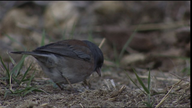 Junco ardoisé (mearnsi) - ML402962