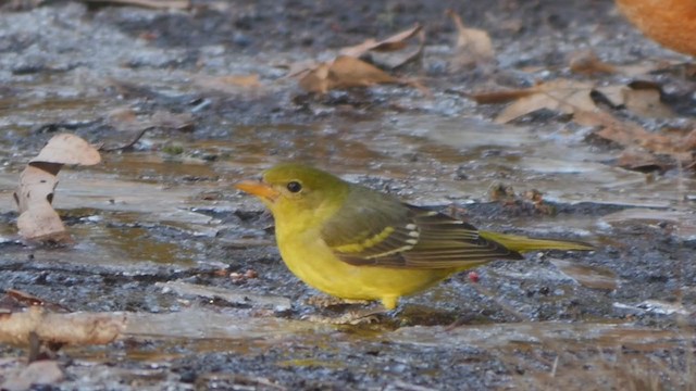 Piranga à tête rouge - ML402962431