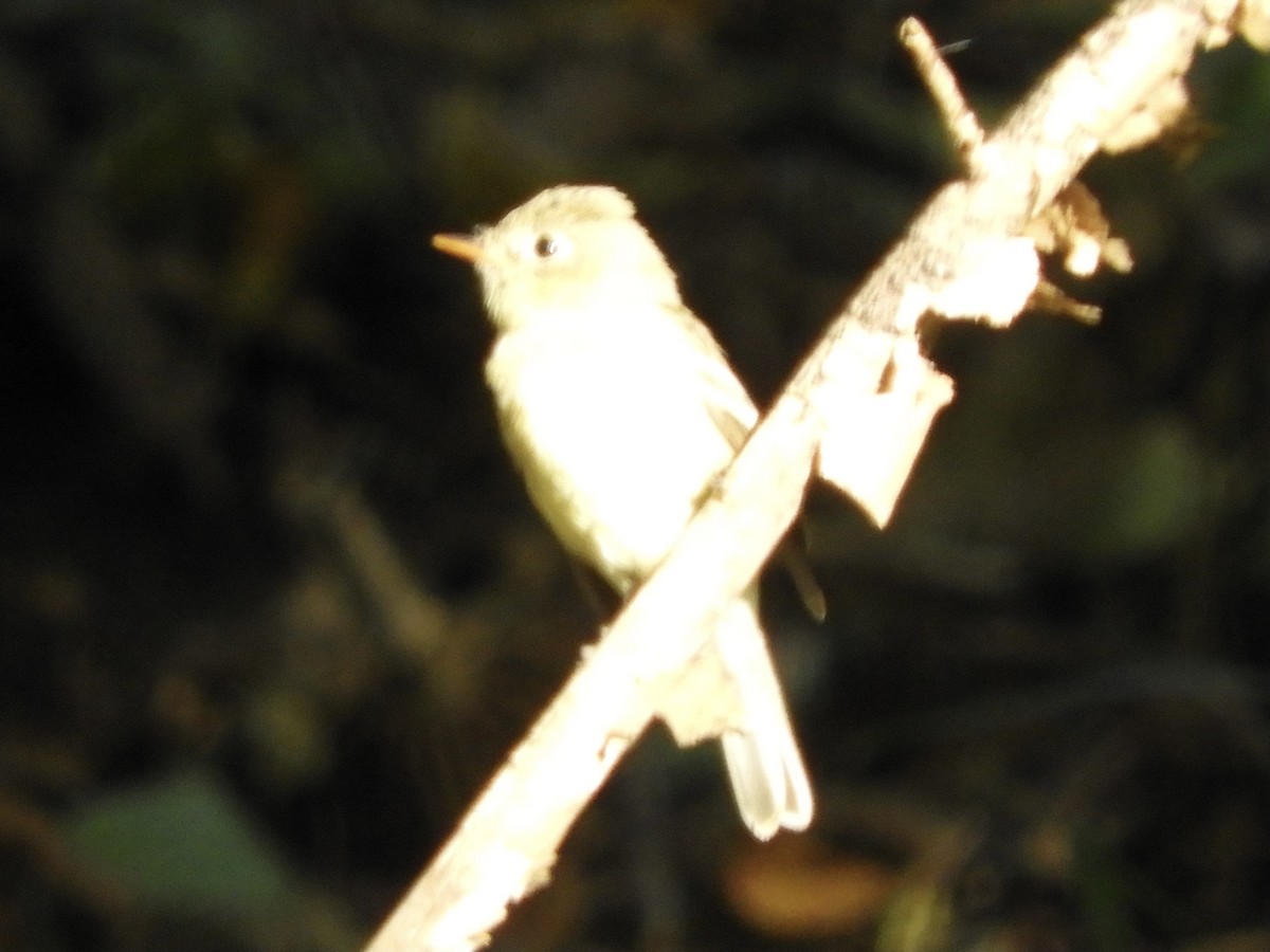 Western Flycatcher (Pacific-slope) - ML402965841