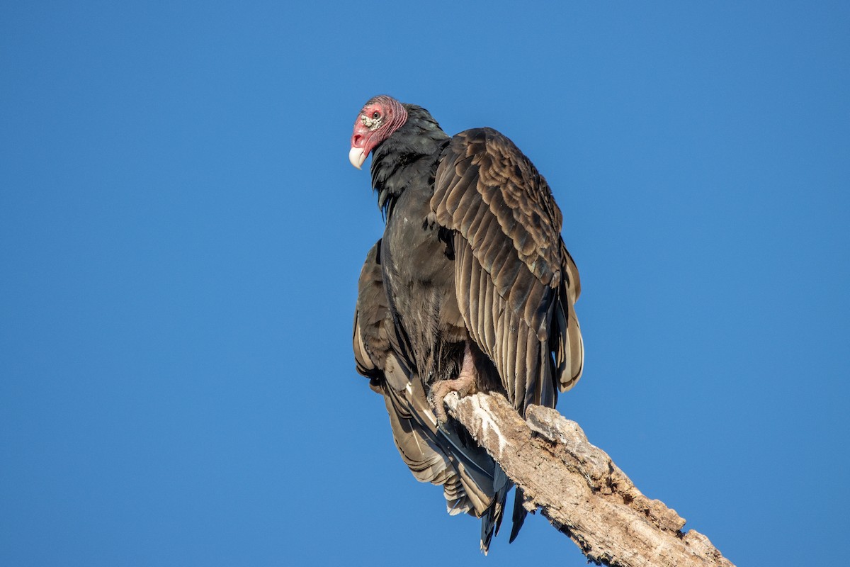 Turkey Vulture - ML402965911