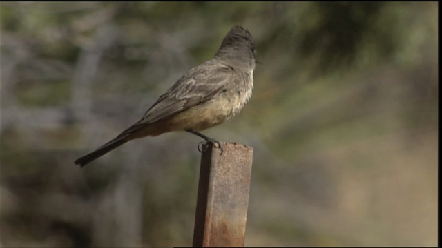 Say's Phoebe - ML402966