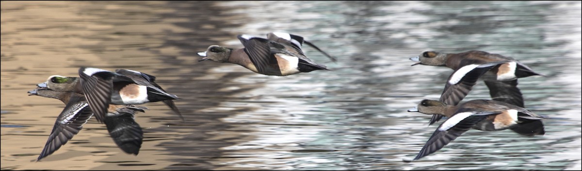 American Wigeon - ML402966471