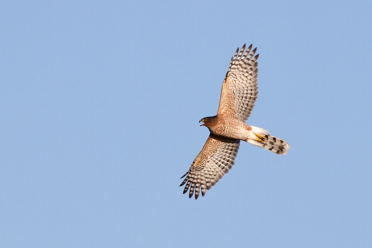 Cooper's Hawk - ML40296691