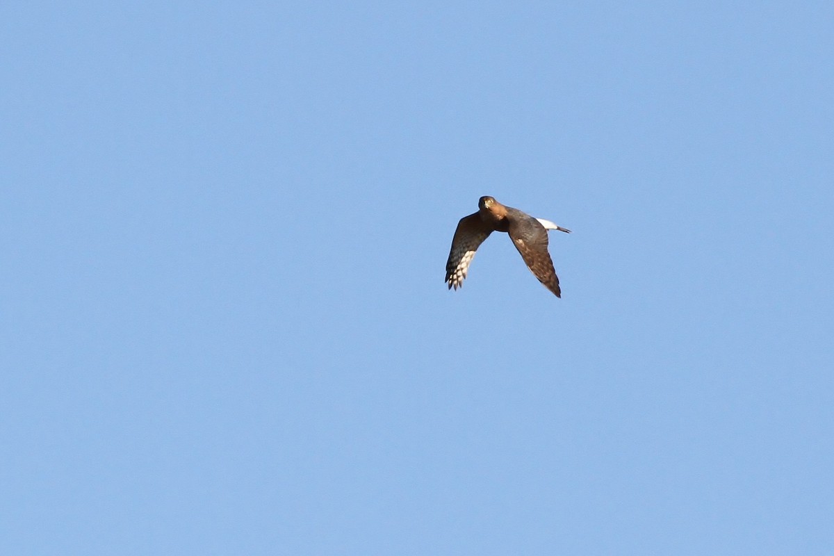 Cooper's Hawk - ML40296701