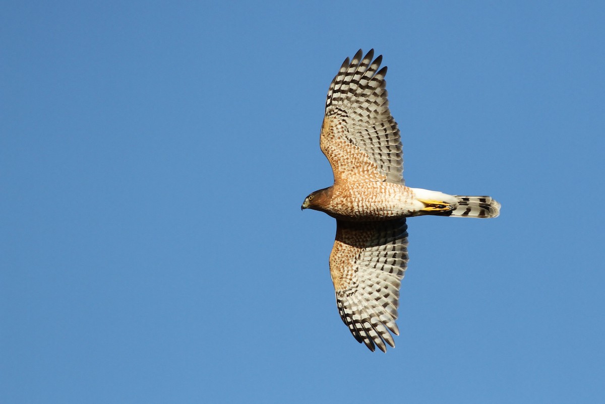 Cooper's Hawk - Alex Lamoreaux