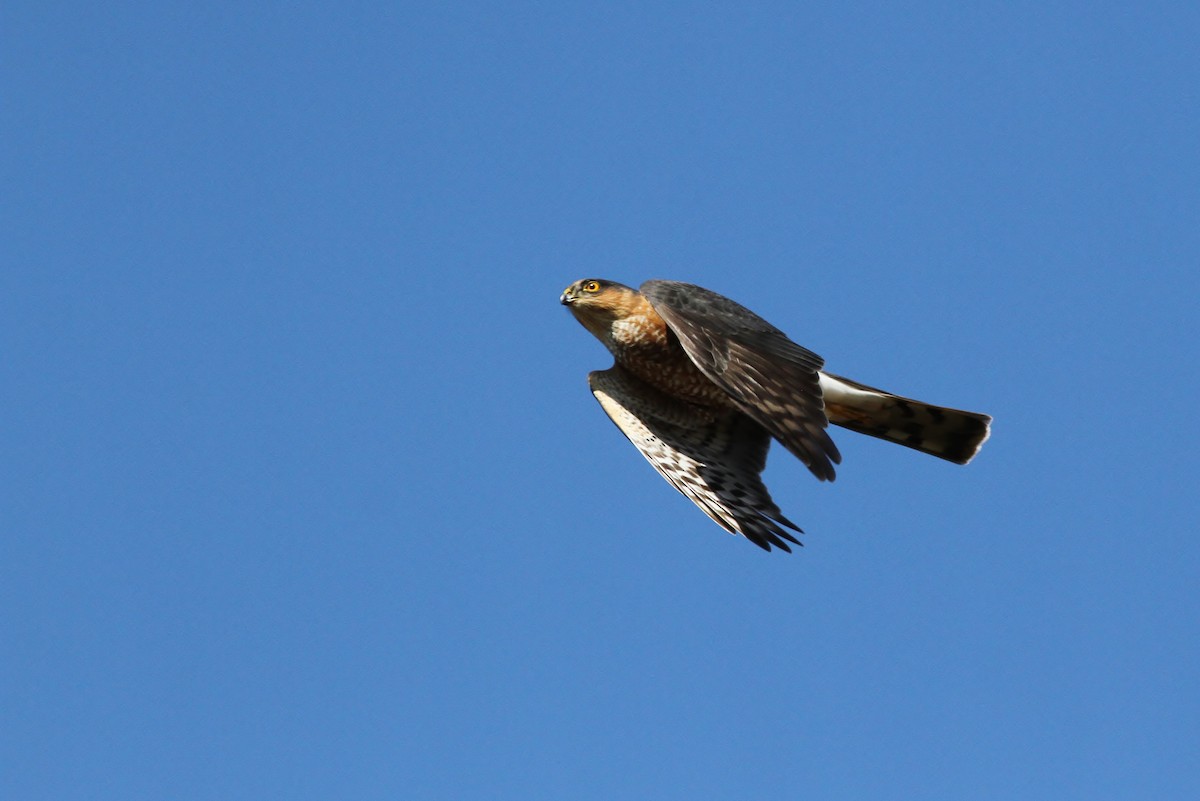 Sharp-shinned Hawk - ML40296771