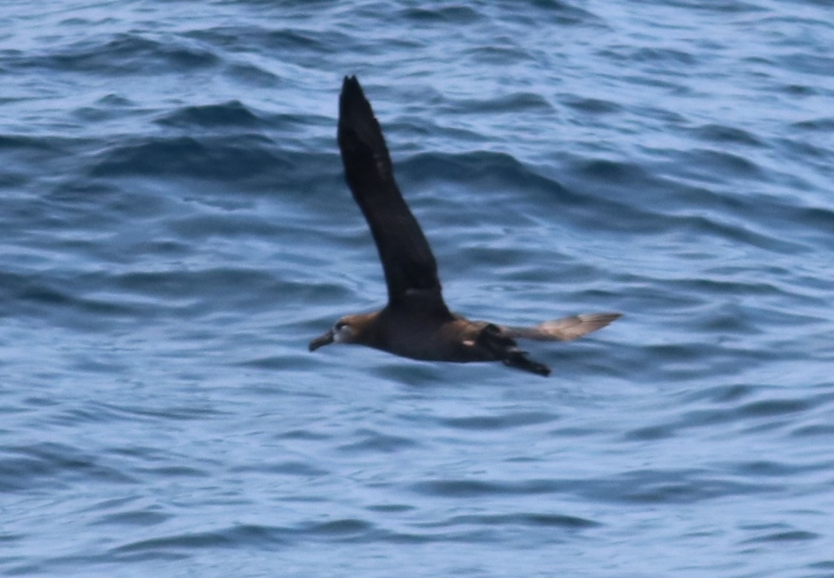 Albatros à pieds noirs - ML40296971