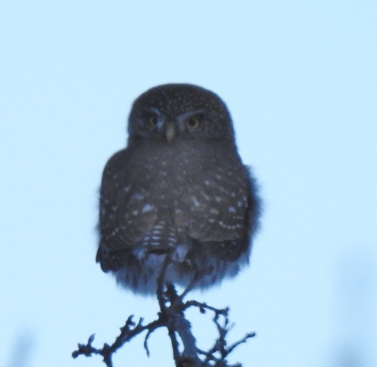 Northern Pygmy-Owl - Pat Grantham