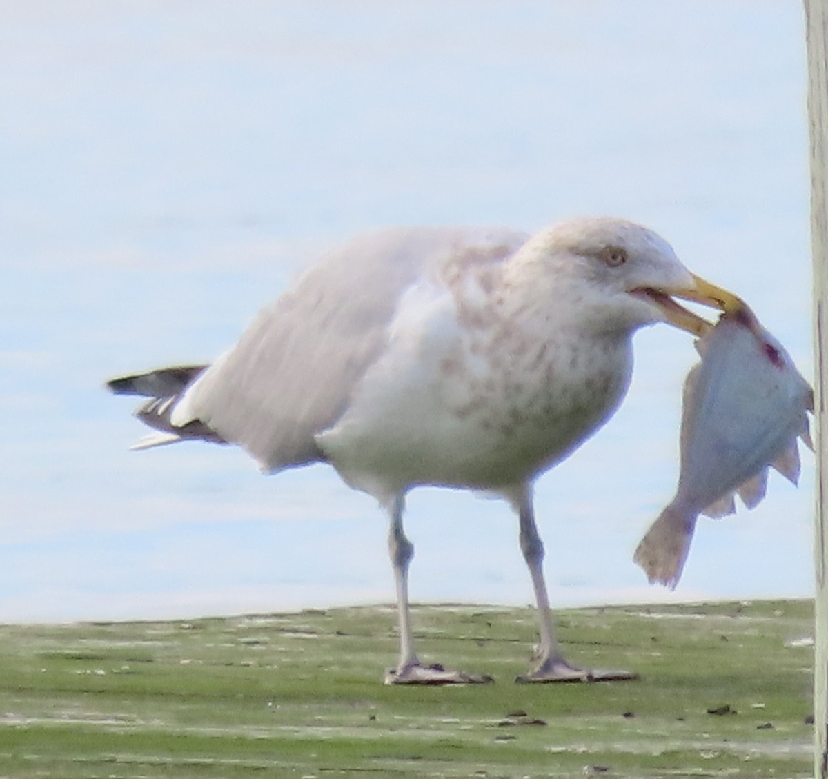 American Herring Gull - ML402970051