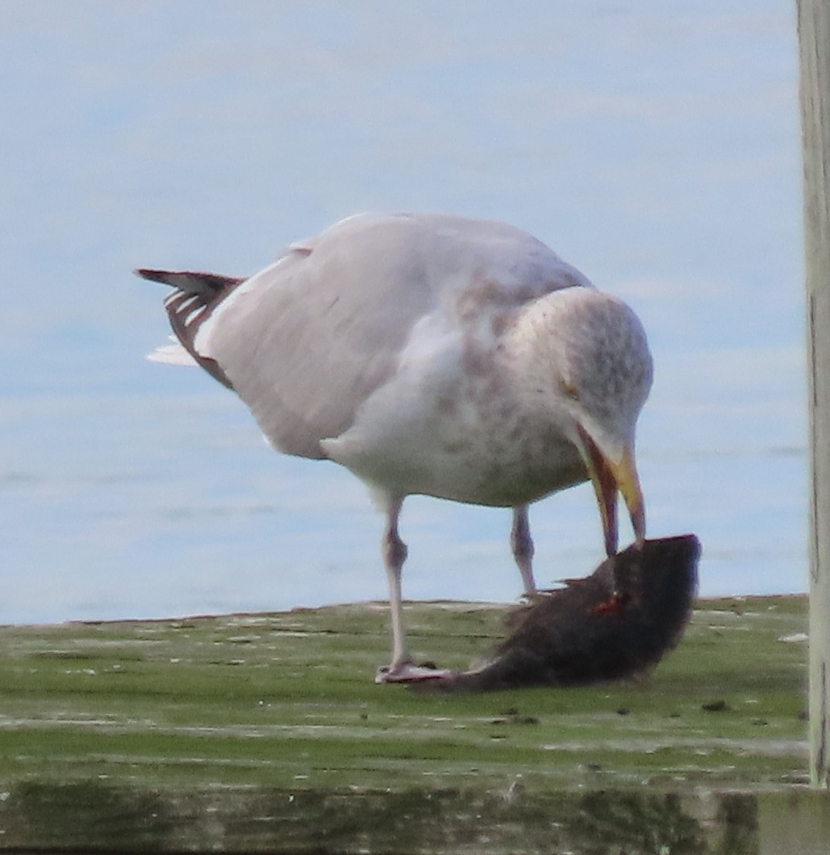 American Herring Gull - ML402970061