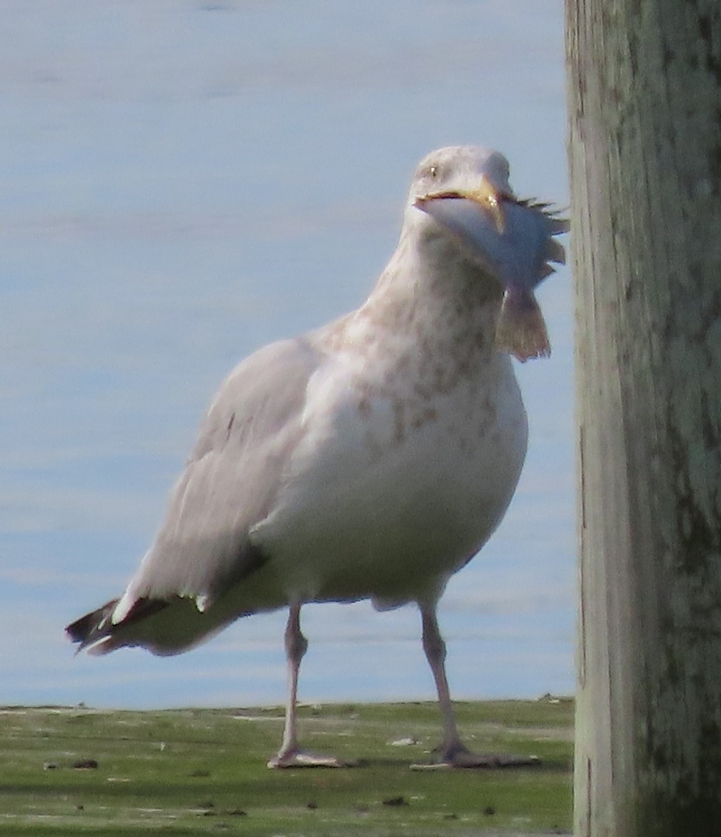 American Herring Gull - ML402970071
