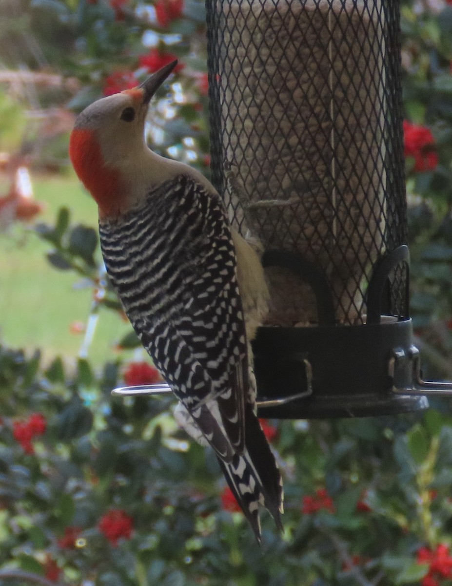 Red-bellied Woodpecker - ML402970261