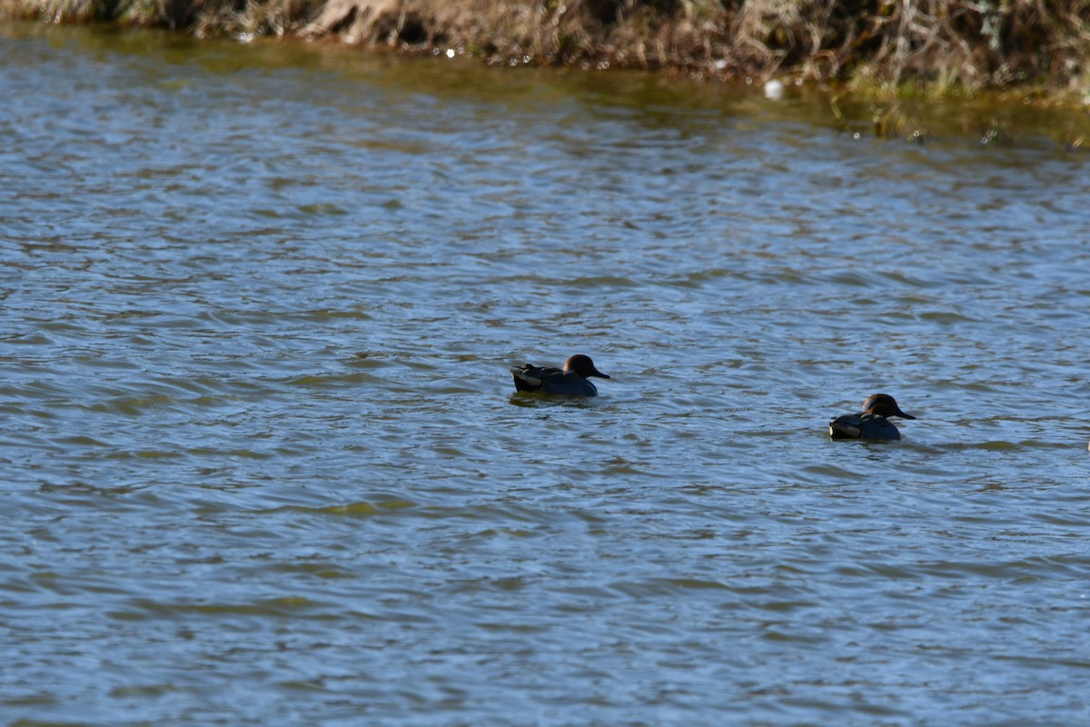 Green-winged Teal - ML402970401