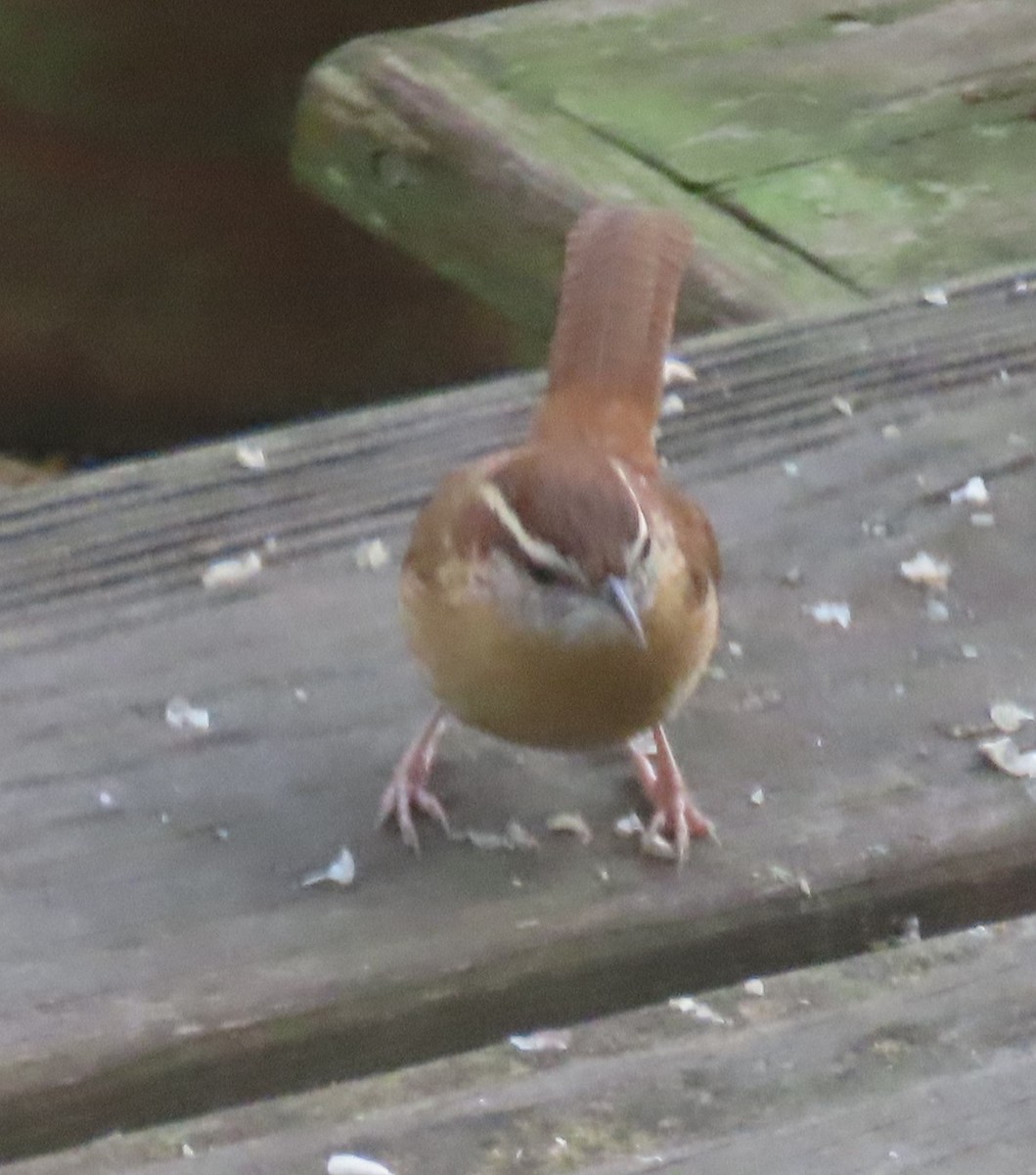 Carolina Wren - ML402970601