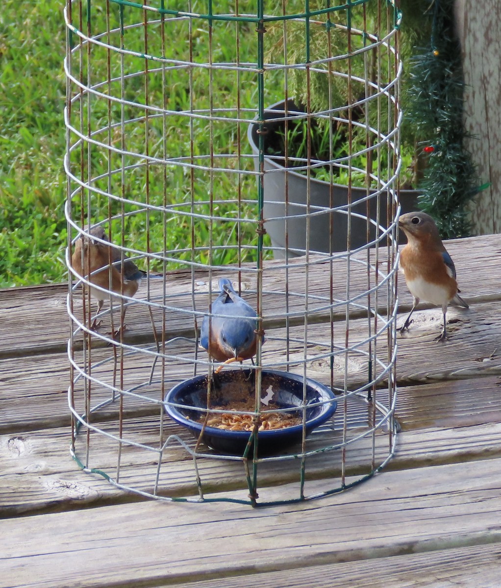Eastern Bluebird - ML402970731