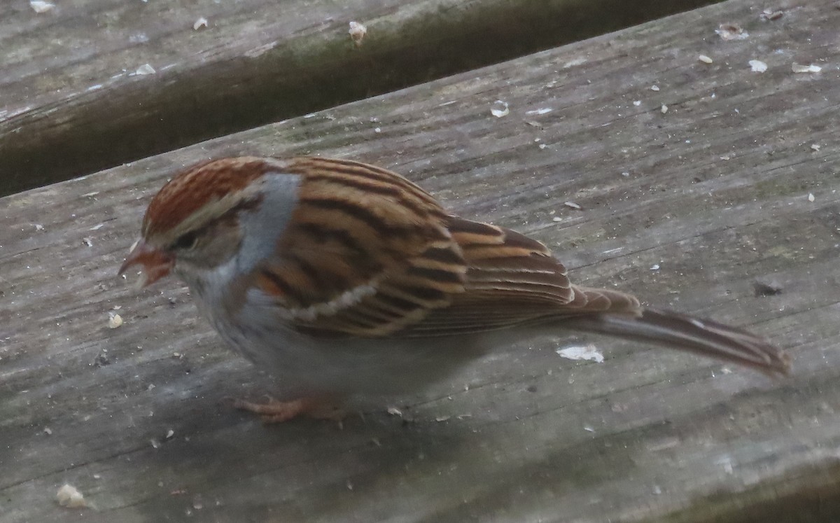 Chipping Sparrow - ML402970871