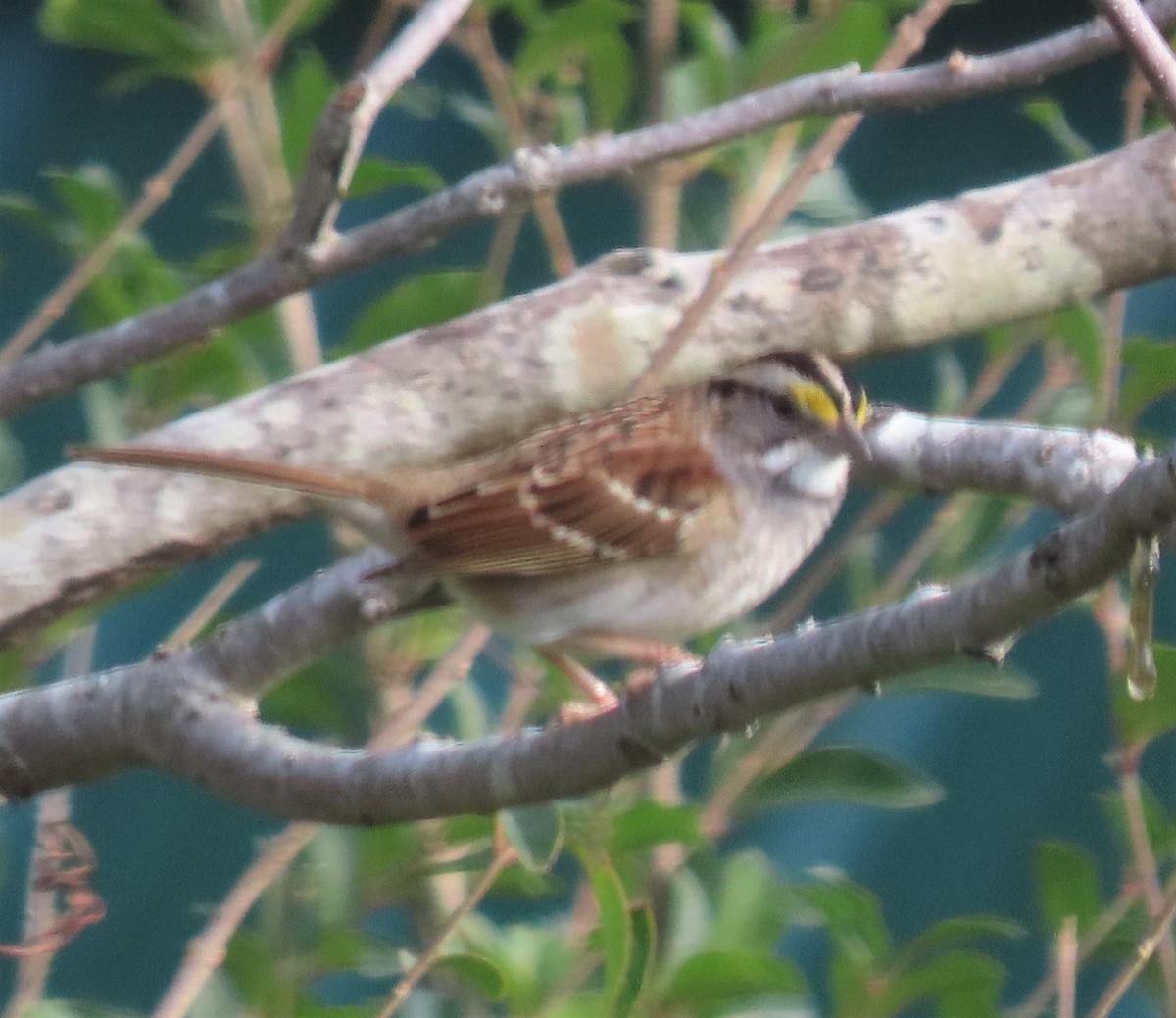 White-throated Sparrow - ML402970951