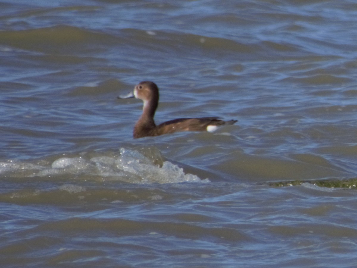 Rosy-billed Pochard - ML402971551