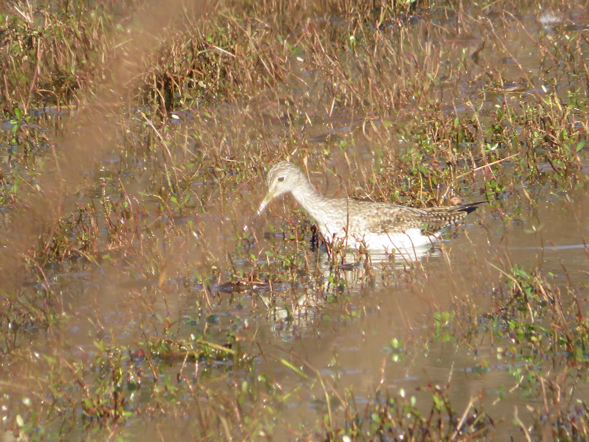 Greater Yellowlegs - ML402971581