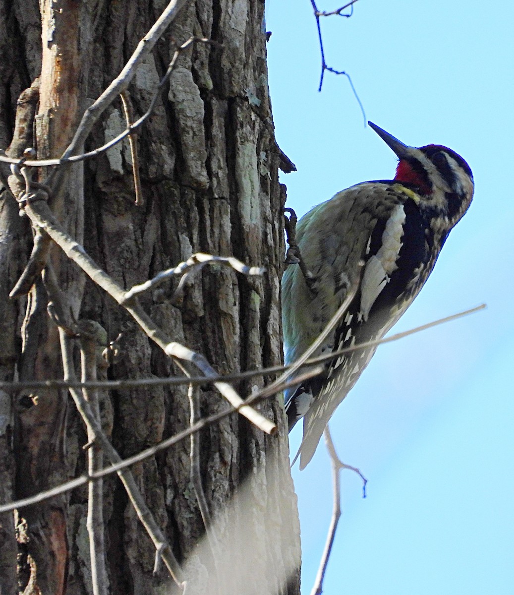 Yellow-bellied Sapsucker - ML402971601