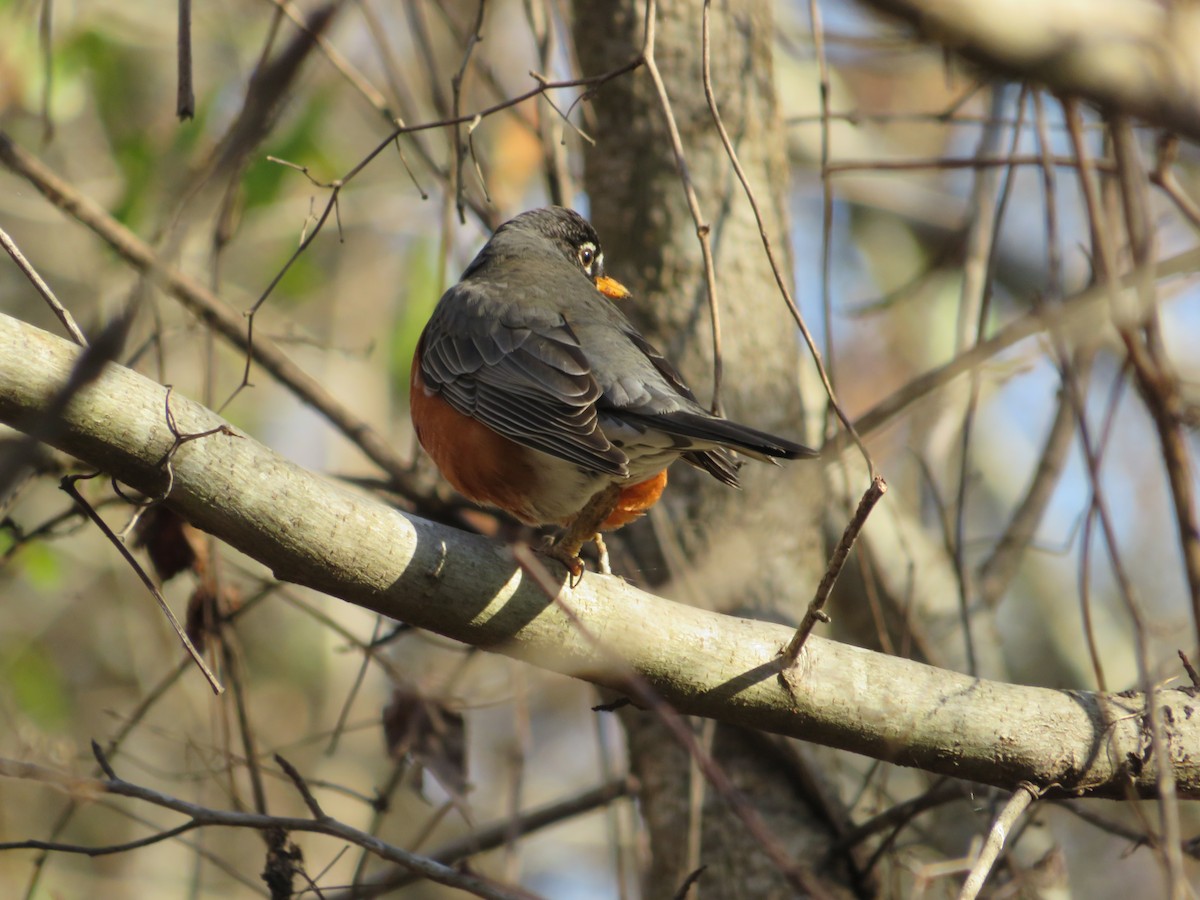 American Robin - ML402972991