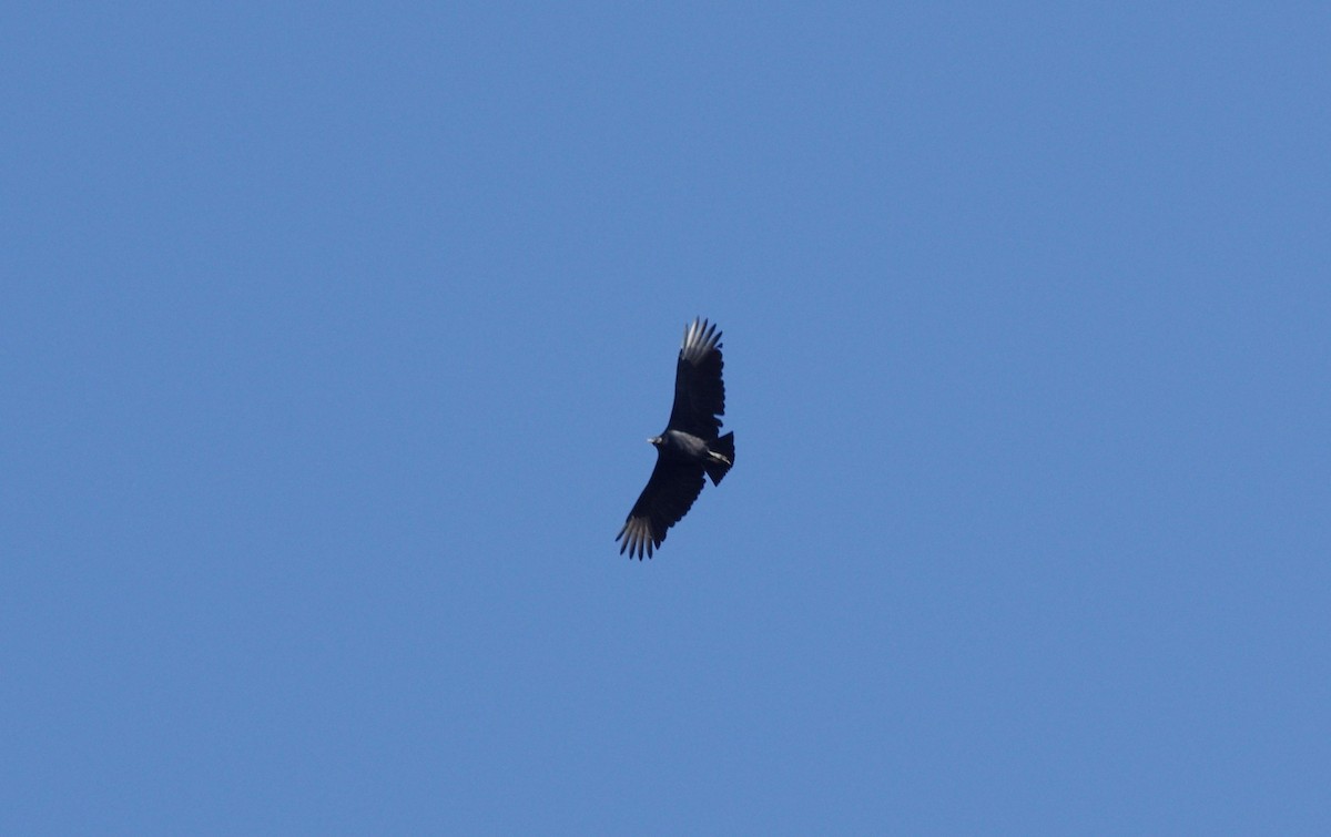 Black Vulture - ML40297321