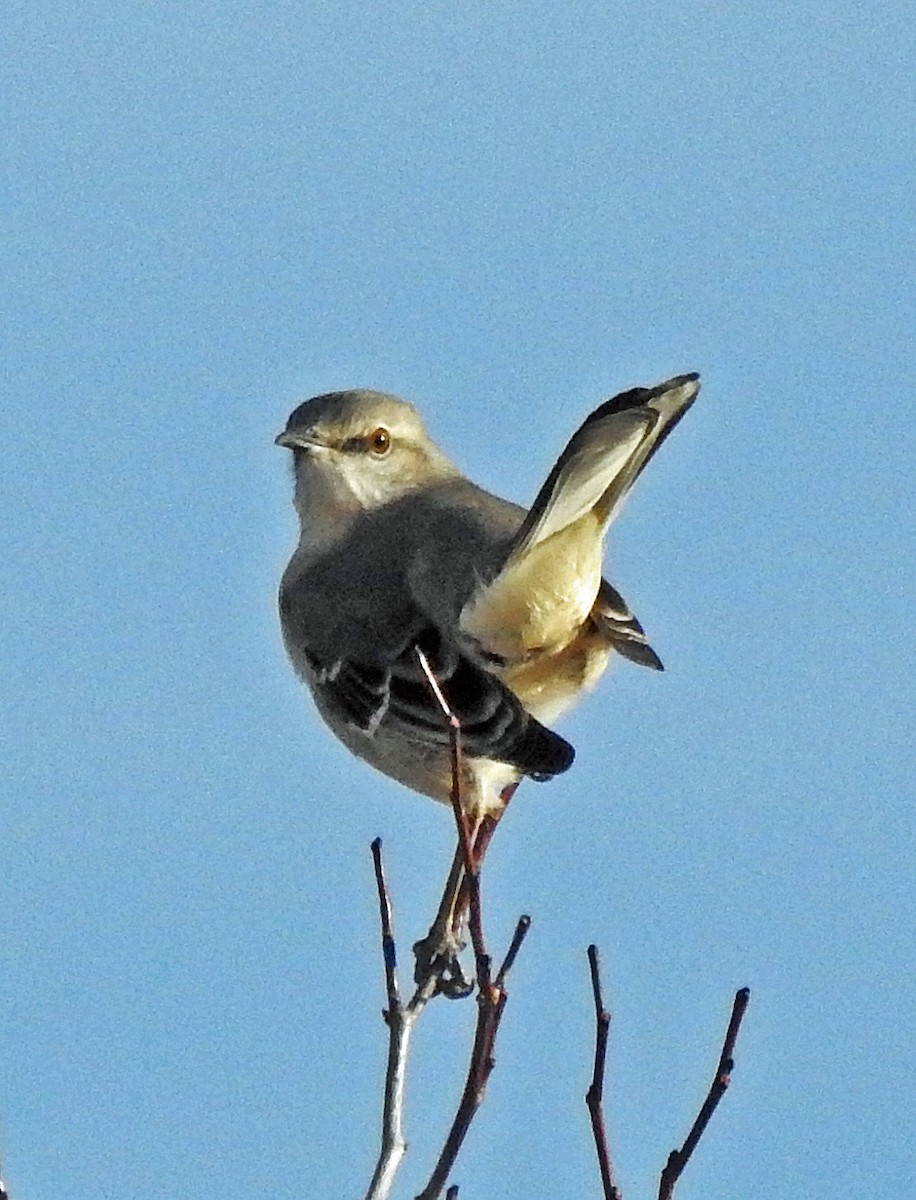 Northern Mockingbird - Janet Ruth