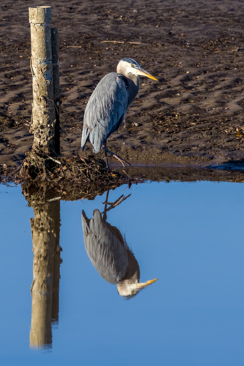 Great Blue Heron - Moshe Ovadya