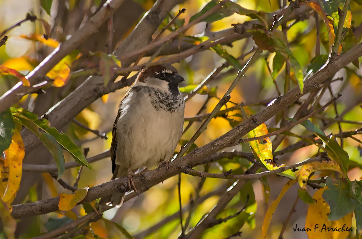 House Sparrow - ML402976411