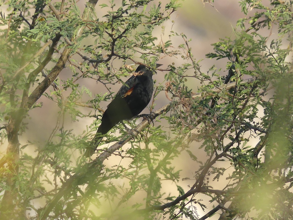 Red-winged Blackbird - ML402976501