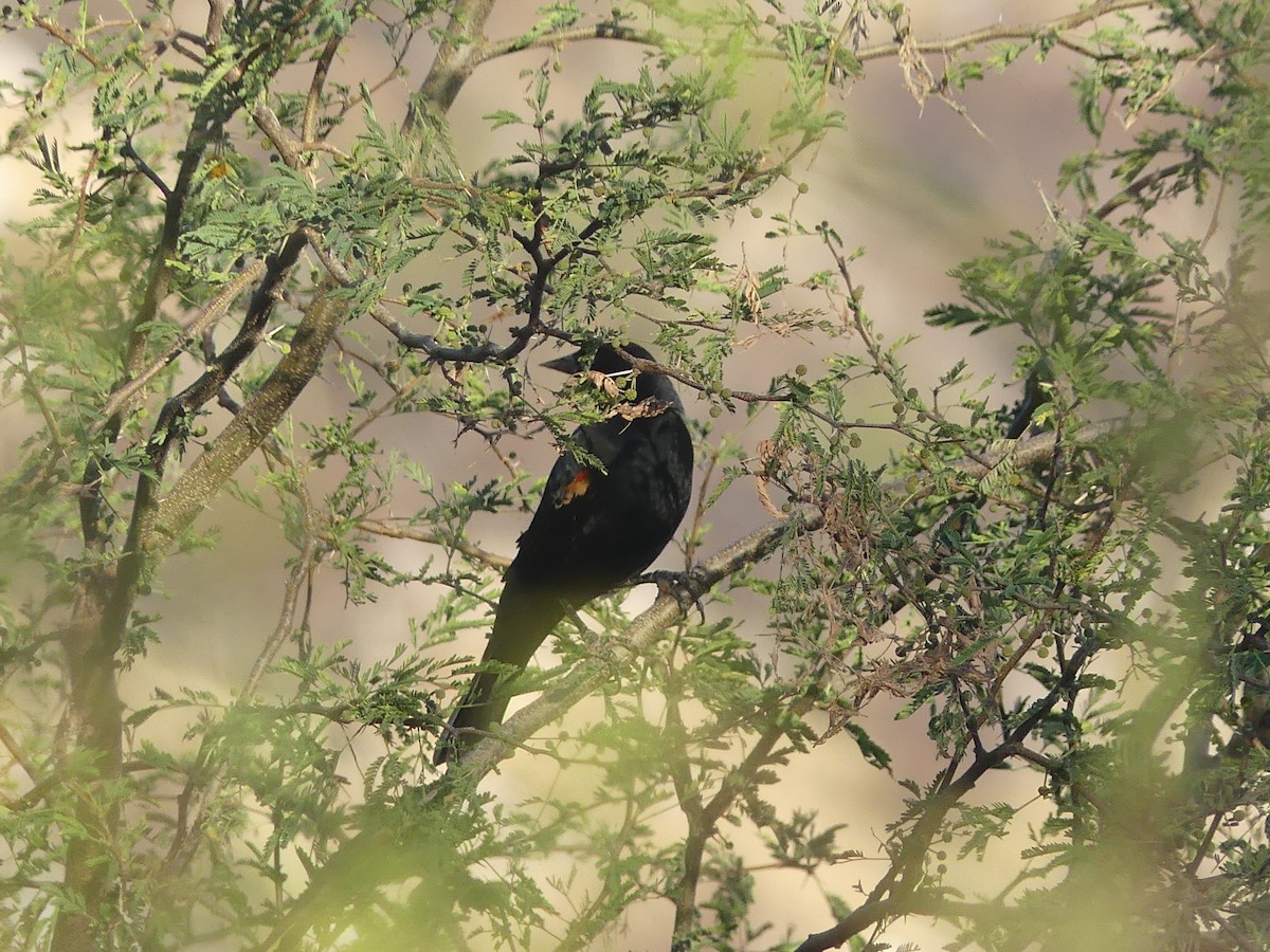 Red-winged Blackbird - Carlos Gonzalez