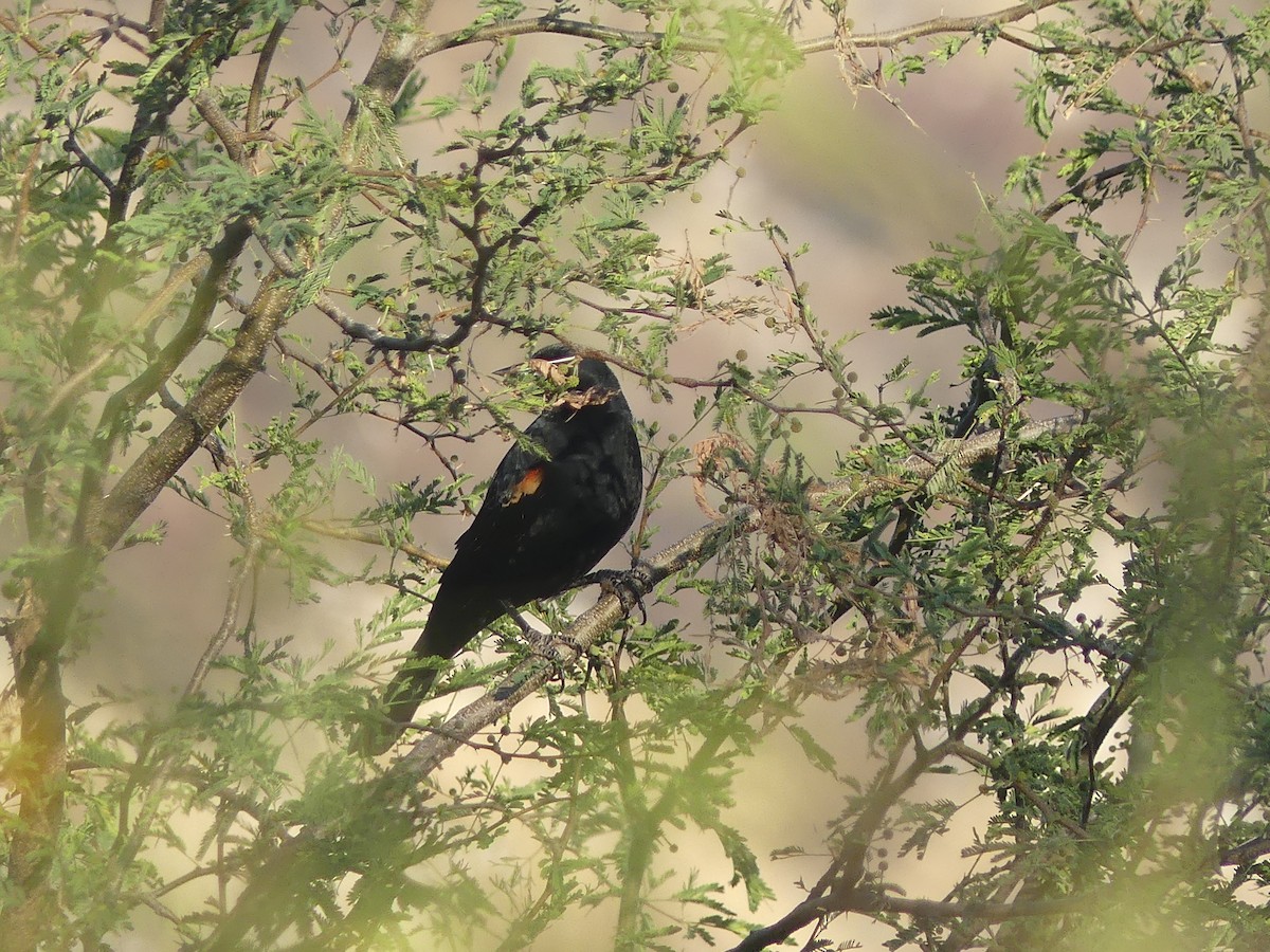 Red-winged Blackbird - Carlos Gonzalez