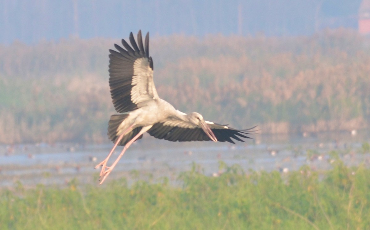 Asian Openbill - ML402977501