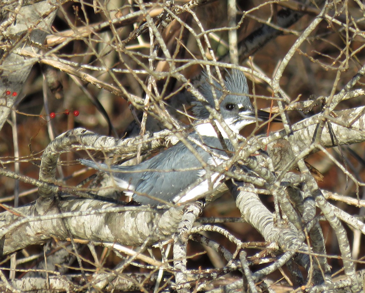 Belted Kingfisher - ML402978031