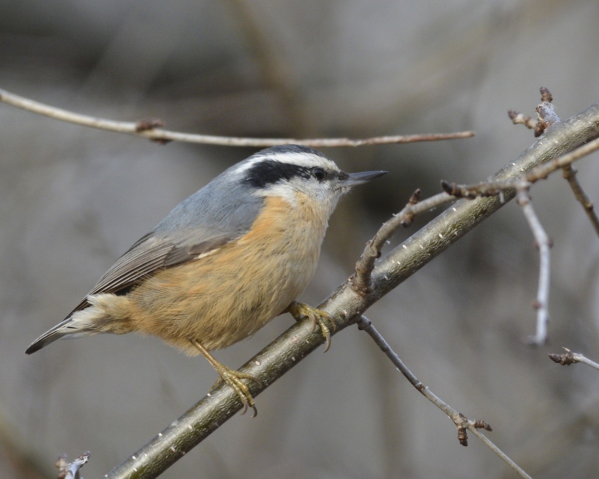 Red-breasted Nuthatch - ML402978241