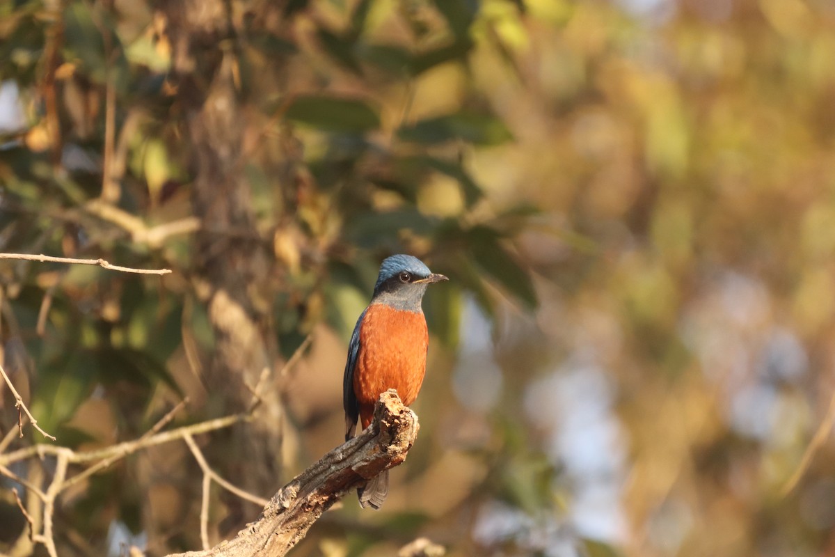 Blue-capped Rock-Thrush - Yatin Gupta