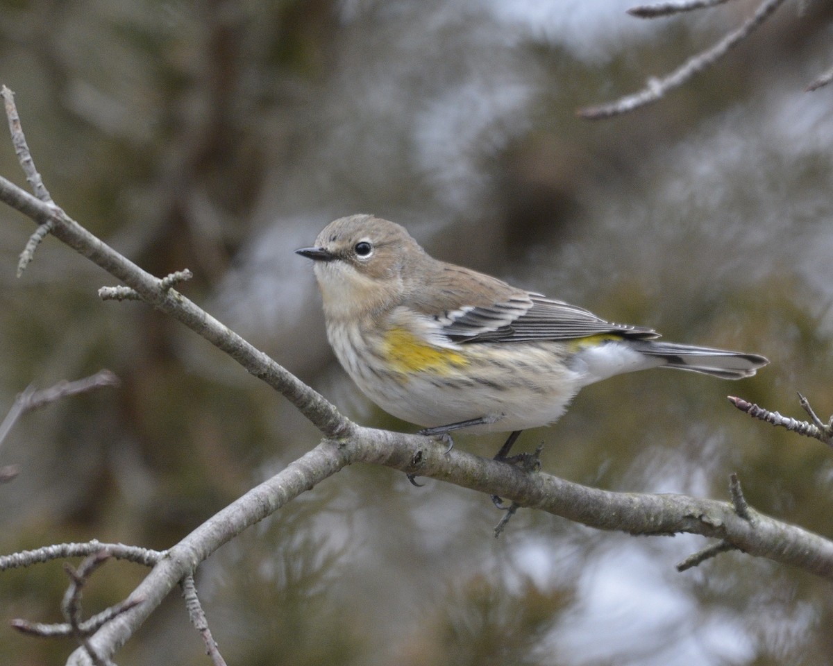 Yellow-rumped Warbler - ML402978991