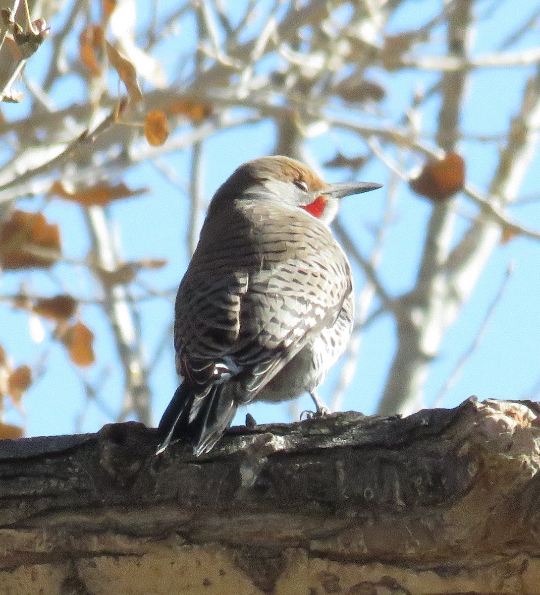 Northern Flicker - ML40297921
