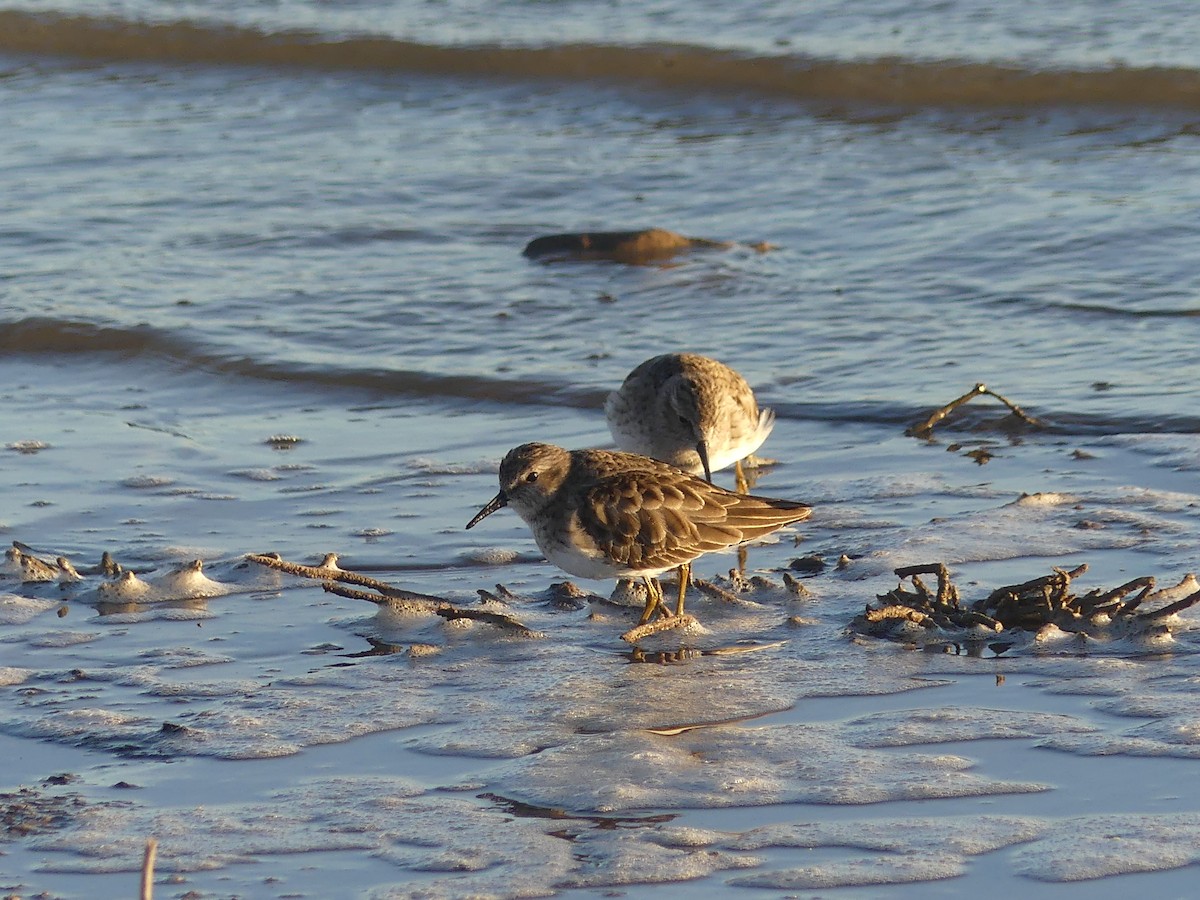 Least Sandpiper - ML402979301