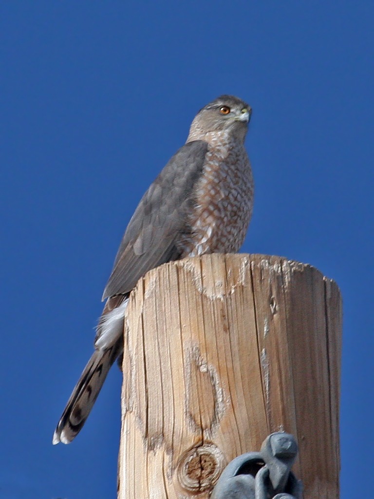 Cooper's Hawk - Dick Dionne