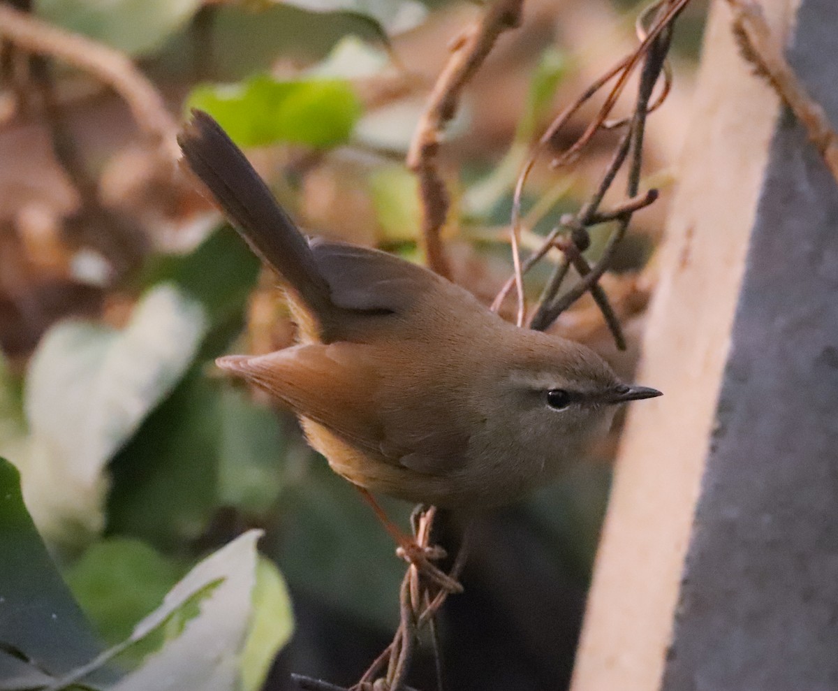 Brownish-flanked Bush Warbler - Yatin Gupta