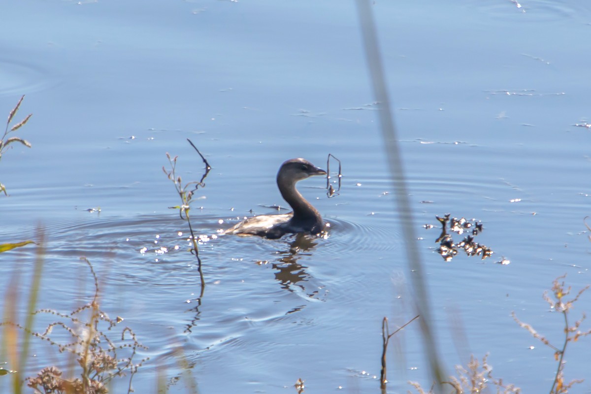 Pied-billed Grebe - ML402979901