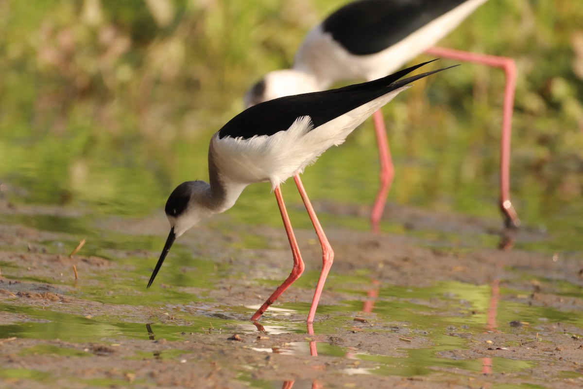 Black-winged Stilt - ML402980241