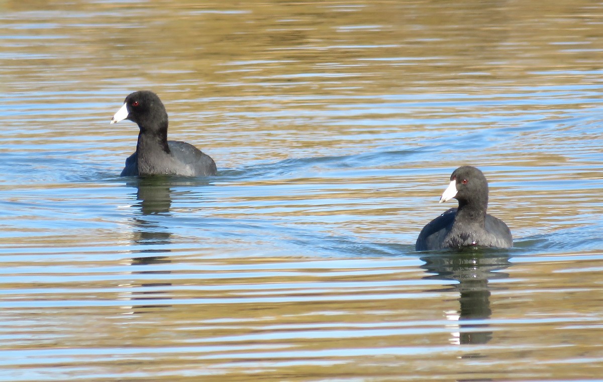 American Coot - ML40298031
