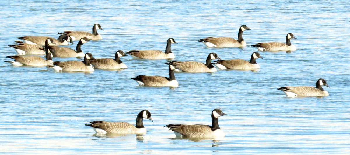 Canada Goose - ML40298081