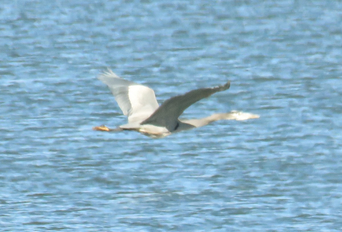 Great Blue Heron - ML40298091