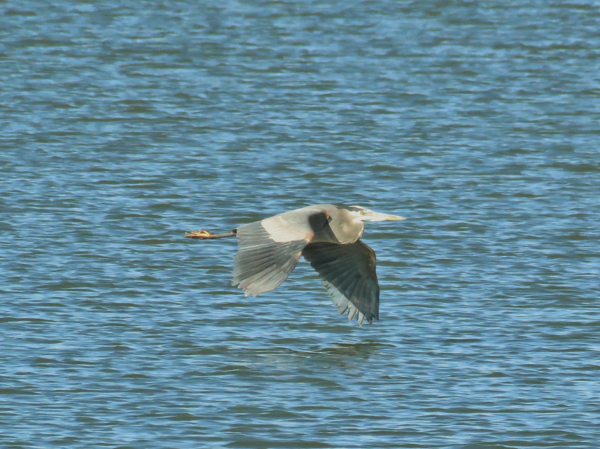 Great Blue Heron - ML40298111