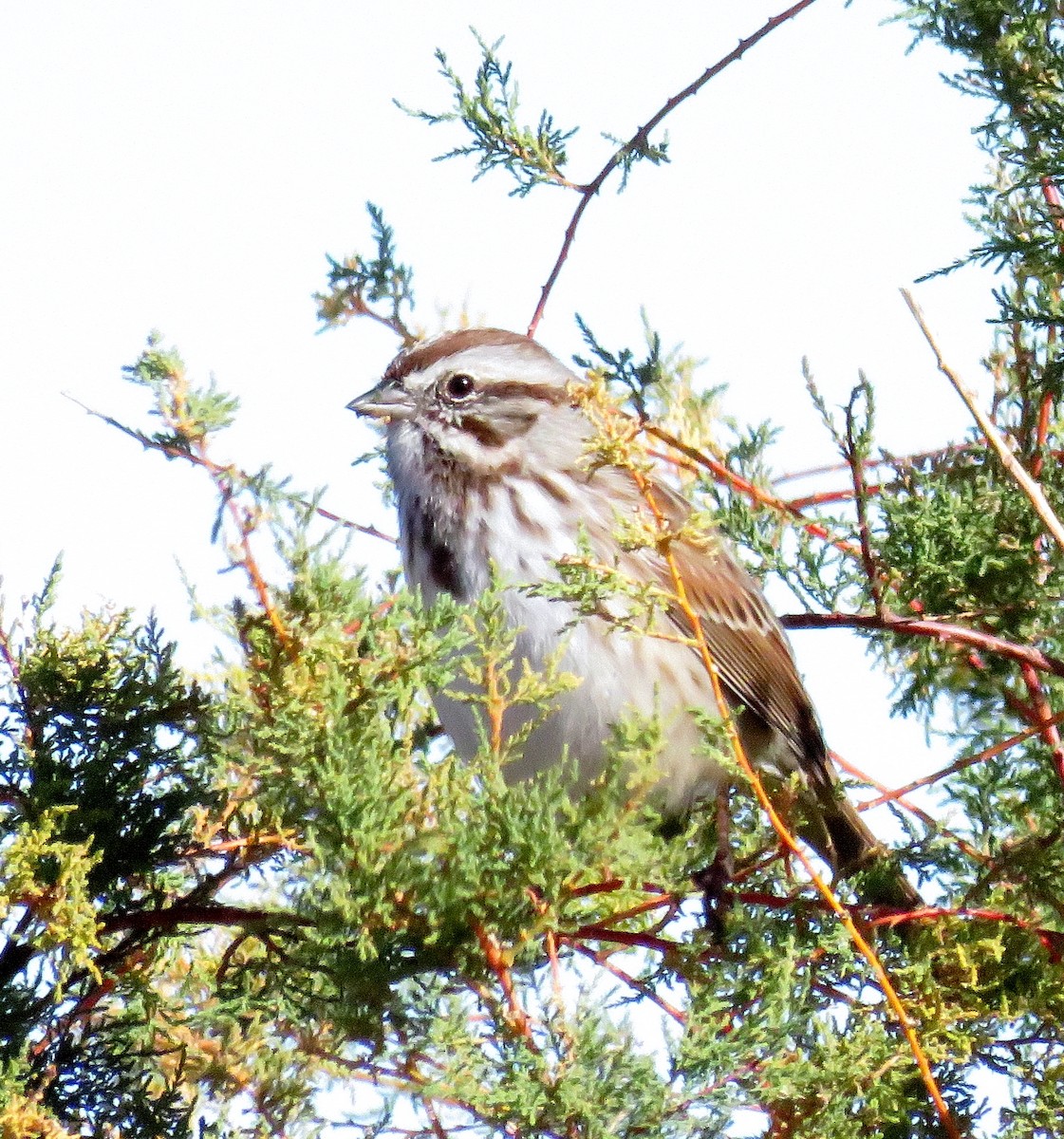 Song Sparrow - ML40298121
